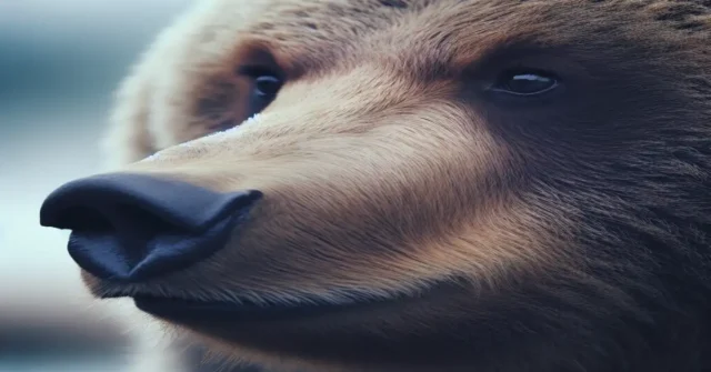 bear in dream meaning