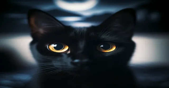 black cat dream meaning